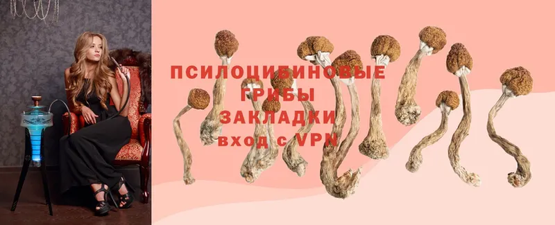 Галлюциногенные грибы Psilocybine cubensis  сколько стоит  Добрянка 